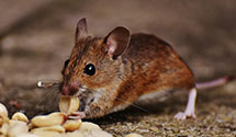 24 Hour & Emergency Exterminators in Palisades Park, NJ